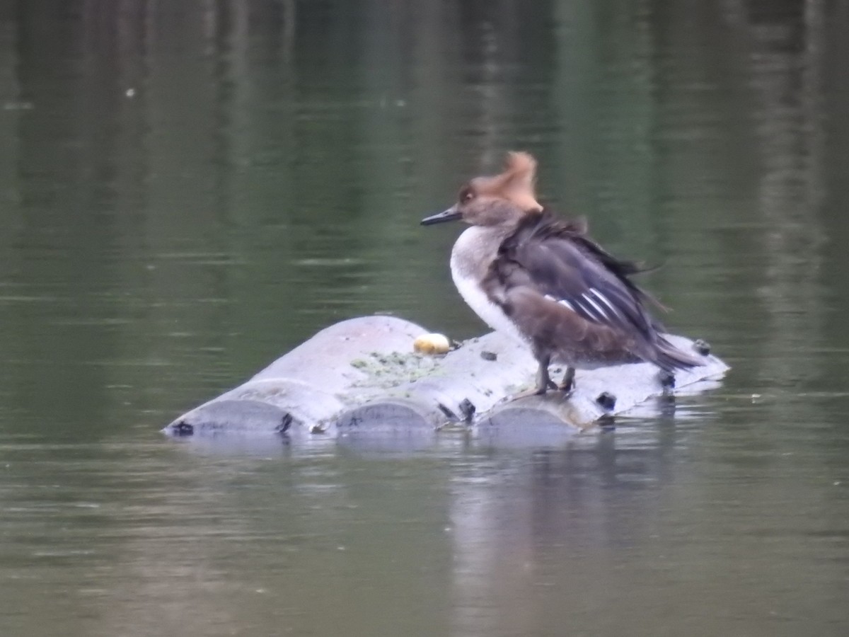 Hooded Merganser - ML522477041