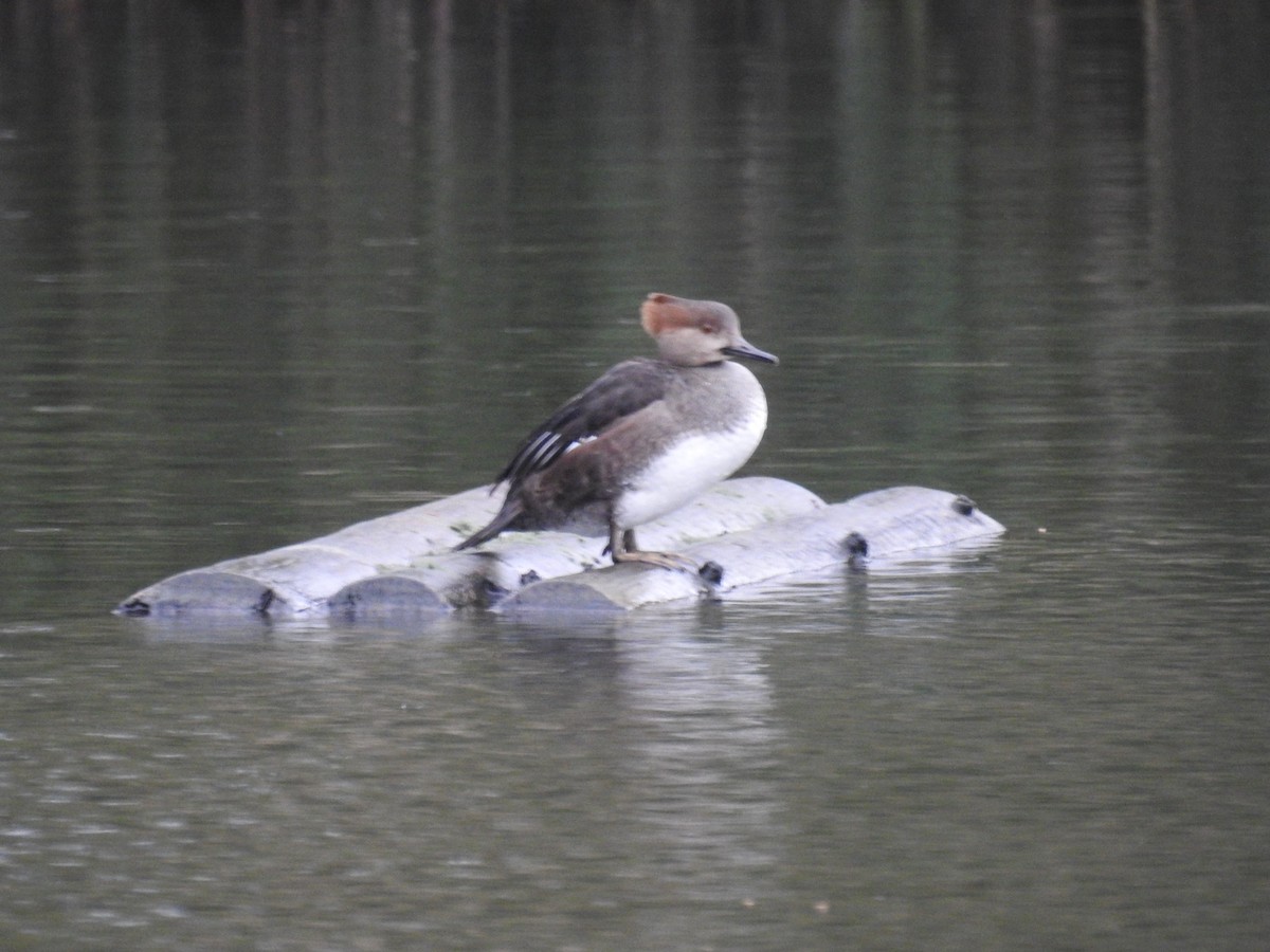 Hooded Merganser - ML522477101