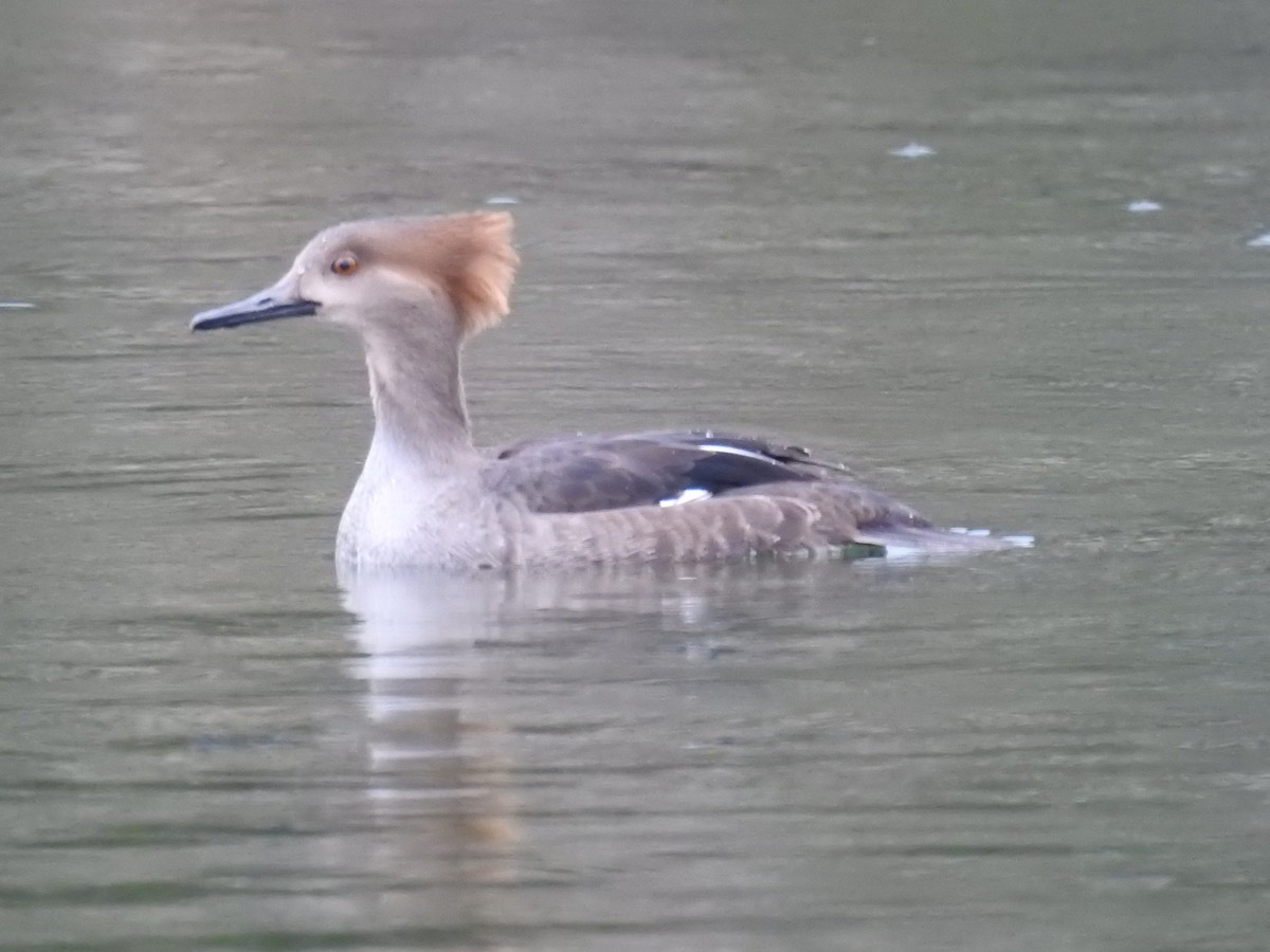 Hooded Merganser - ML522477191