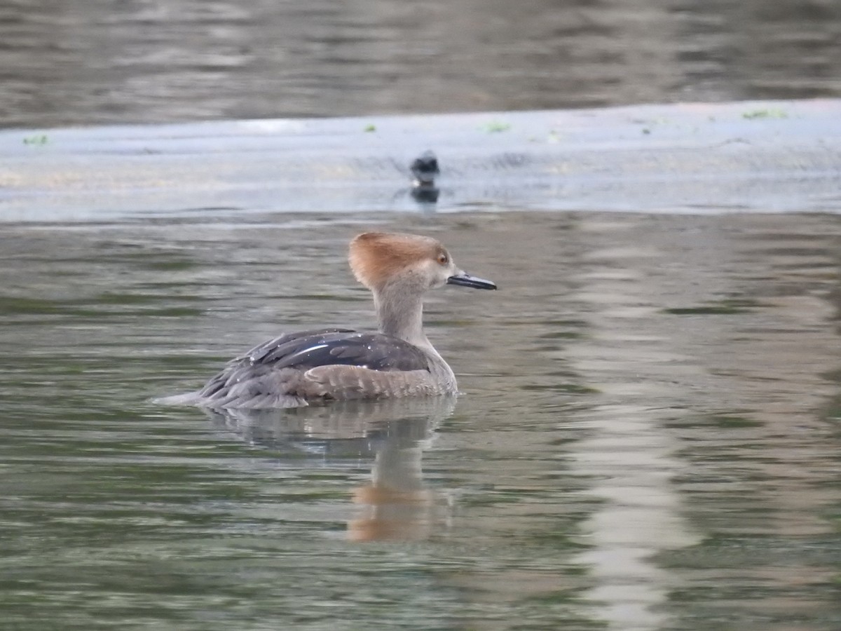 Hooded Merganser - Mark Stevens