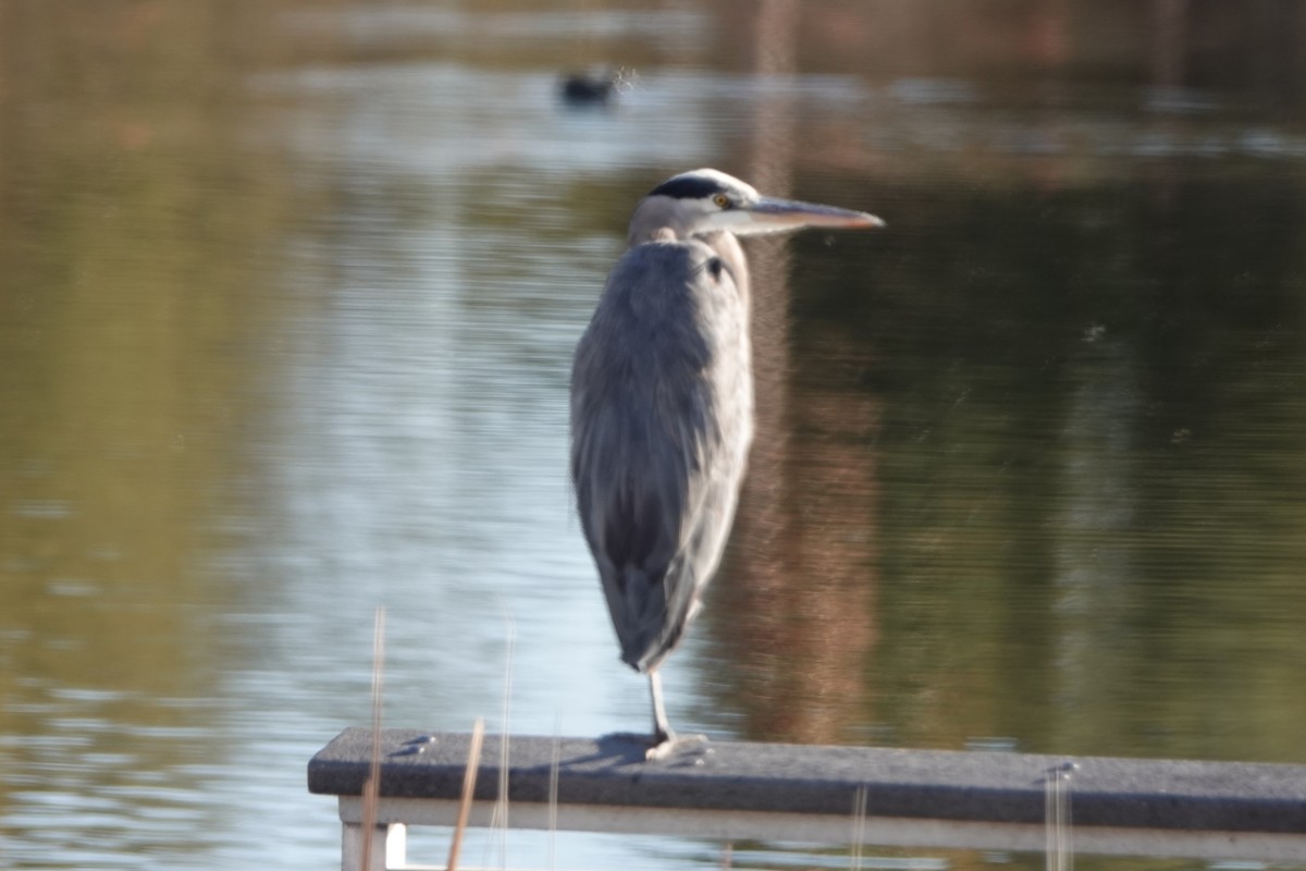 Great Blue Heron - ML522477851