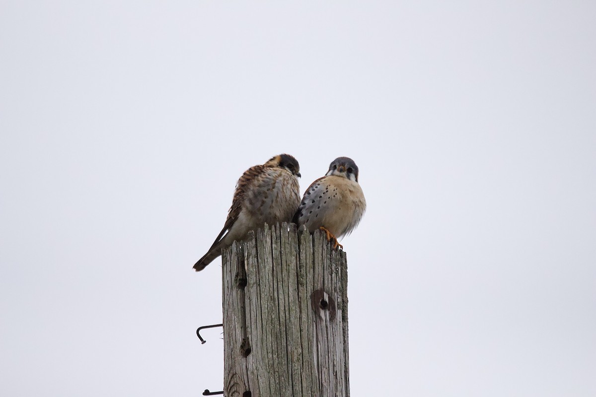 American Kestrel - Lee Payne