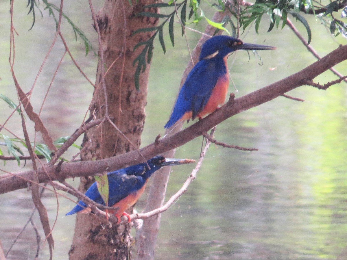 Azure Kingfisher - ML522478481