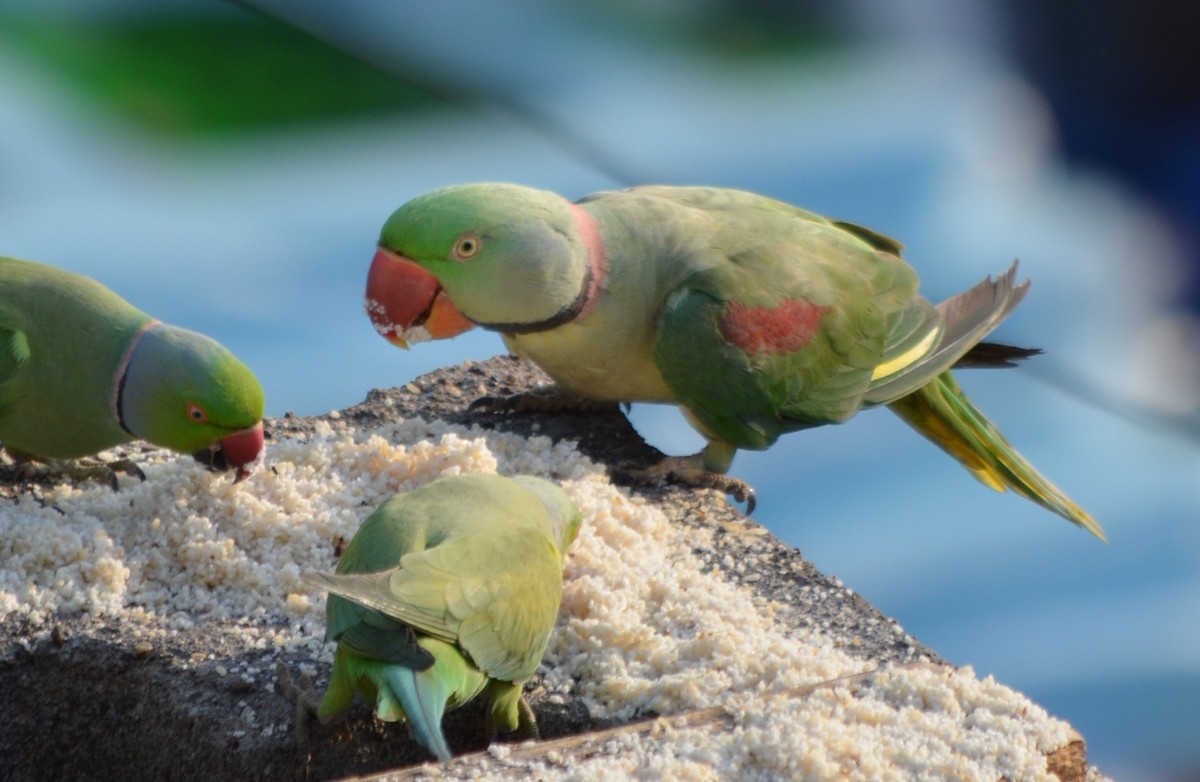 Alexandrine Parakeet - ML52247851