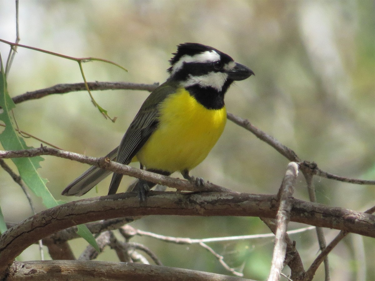 Eastern Shrike-tit - ML522478641