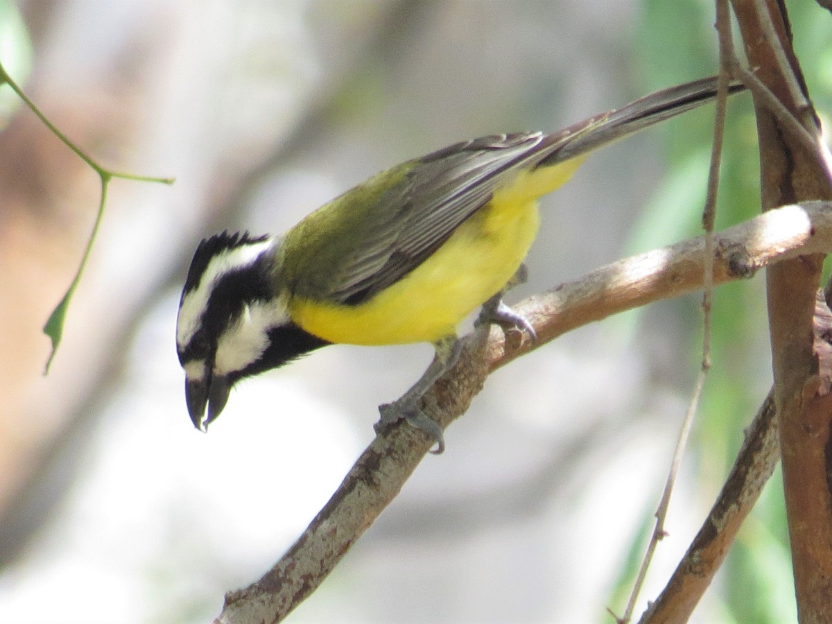 Eastern Shrike-tit - ML522478731