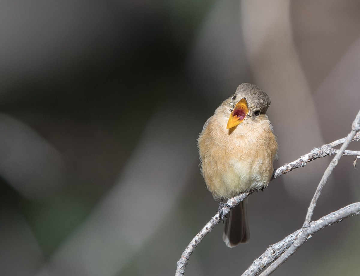 Buff-breasted Flycatcher - ML52247901