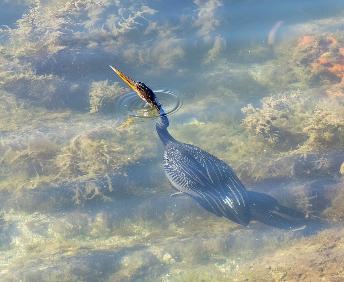 Anhinga d'Amérique - ML522479041