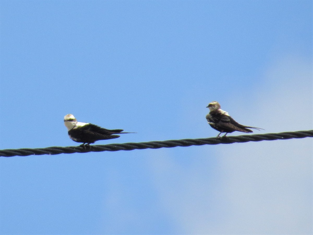 White-backed Swallow - ML522479731