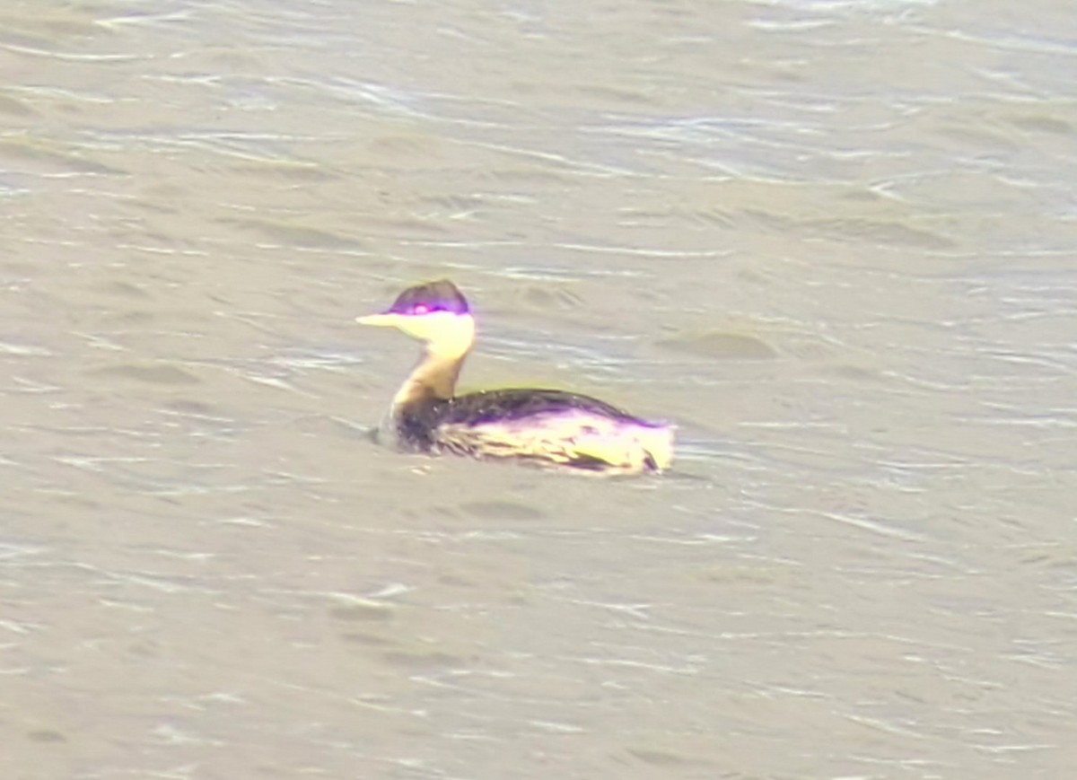 Horned Grebe - ML522479821