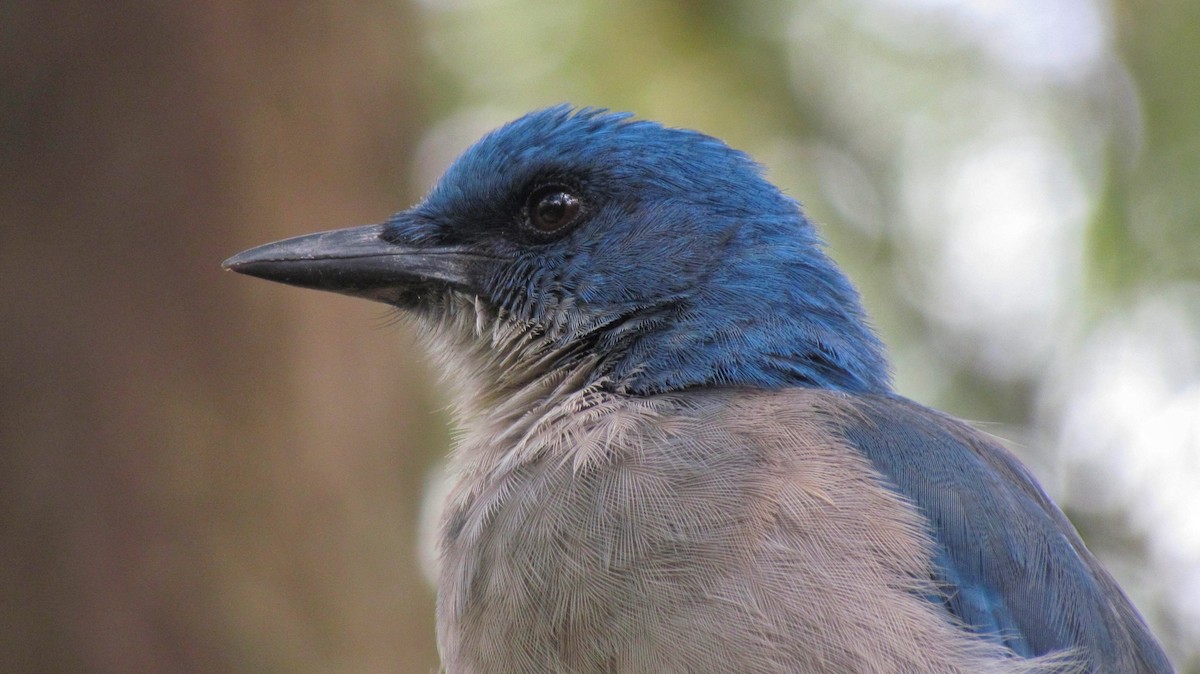 Mexican Jay - ML522480291