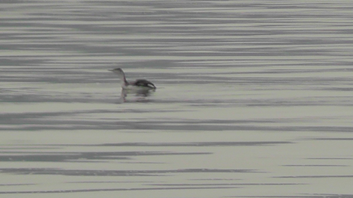 Red-throated Loon - ML52248251