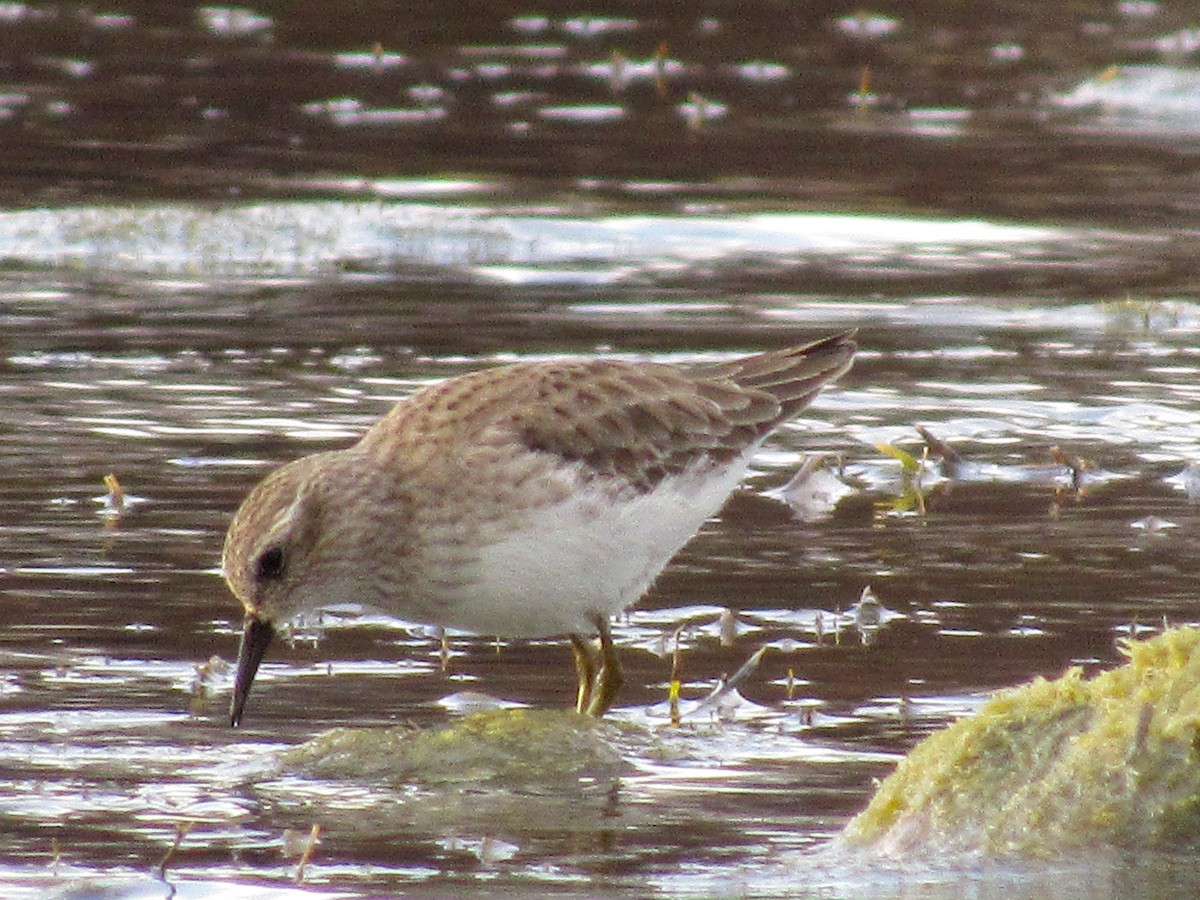 Least Sandpiper - Adam C. Stein