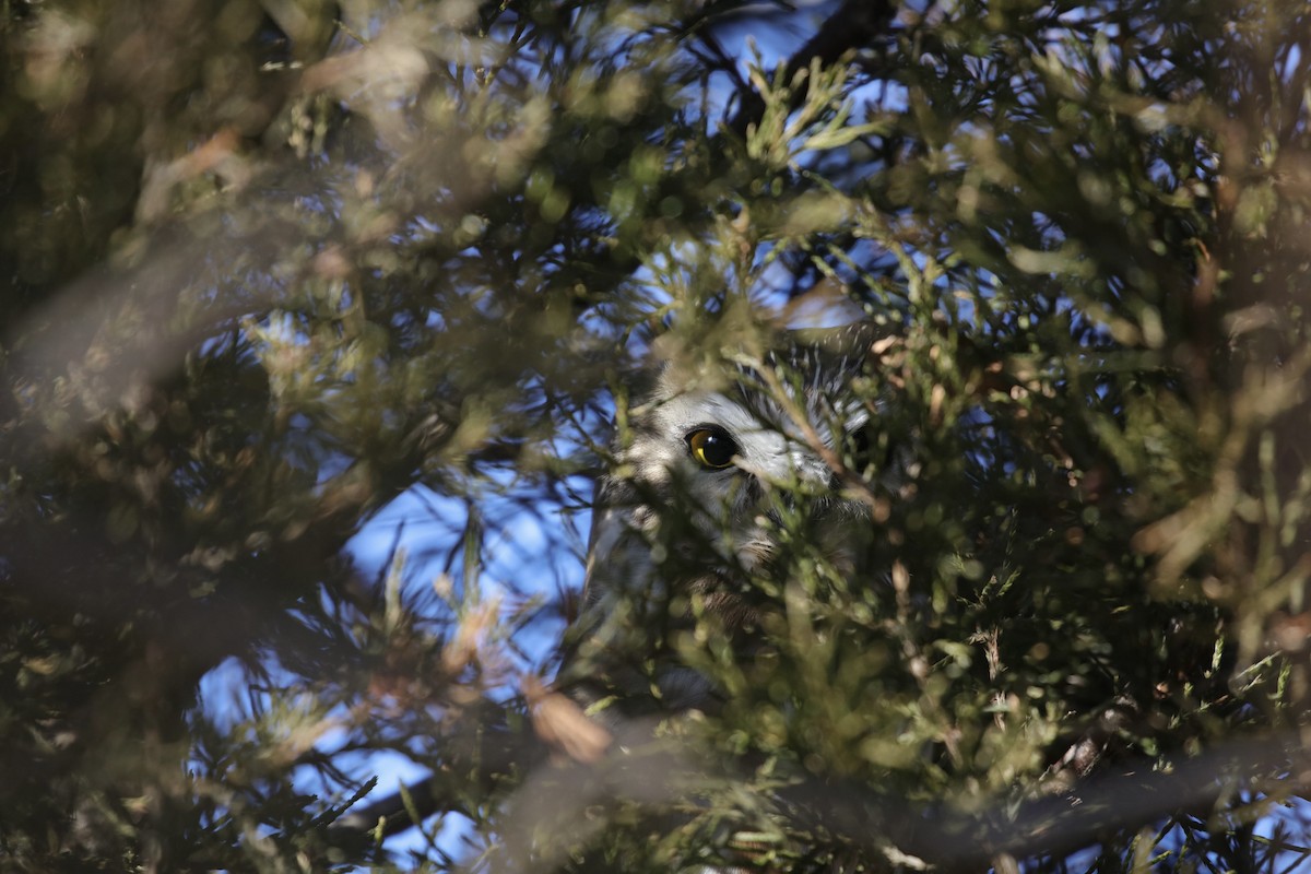 Northern Saw-whet Owl - ML522483991