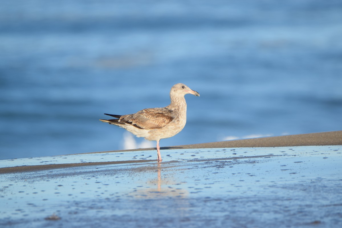 Western Gull - Zach Skubiszewski