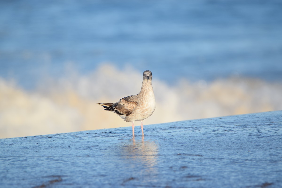 Goéland d'Audubon - ML522484121