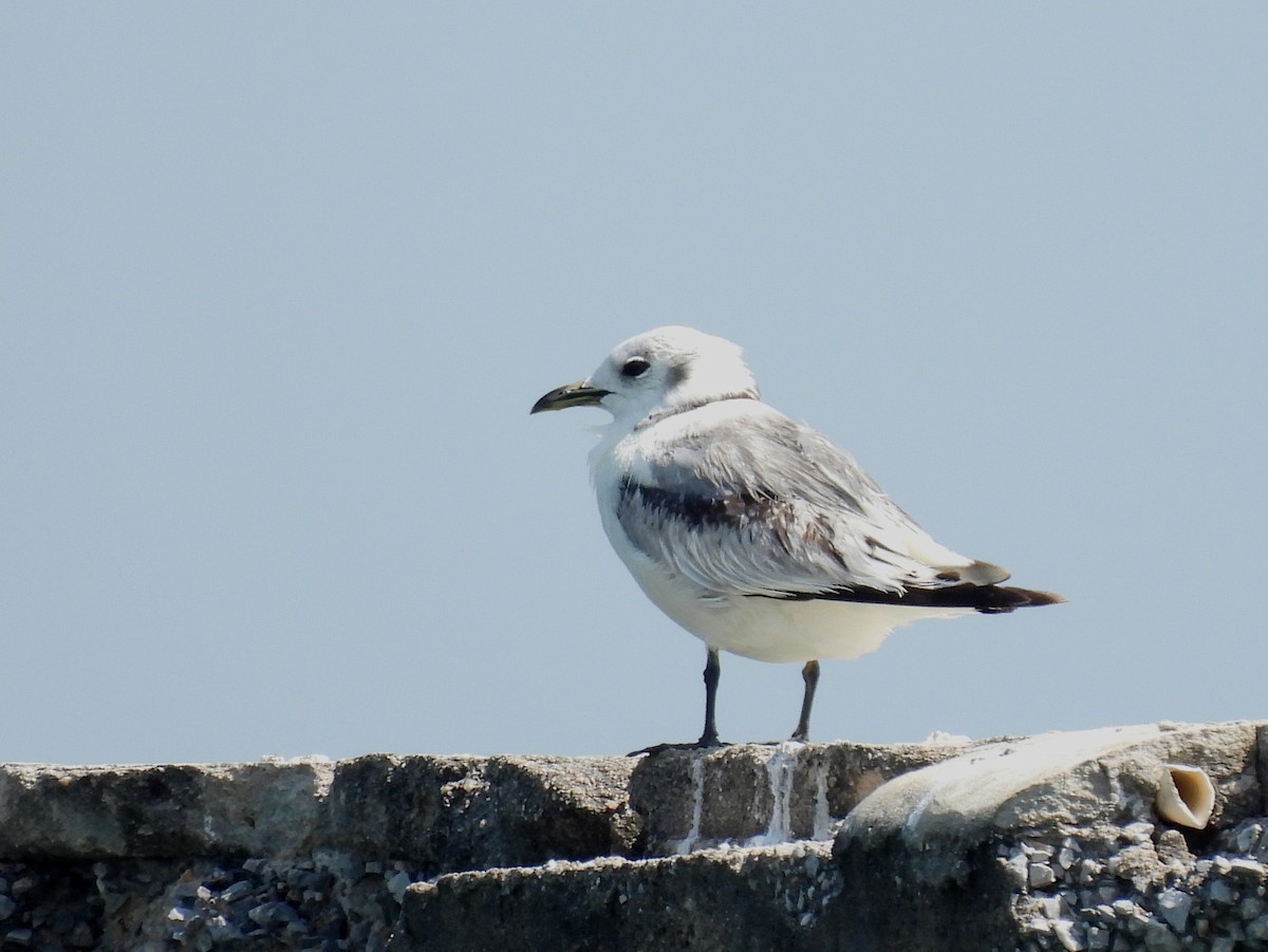 Mouette tridactyle - ML522486191