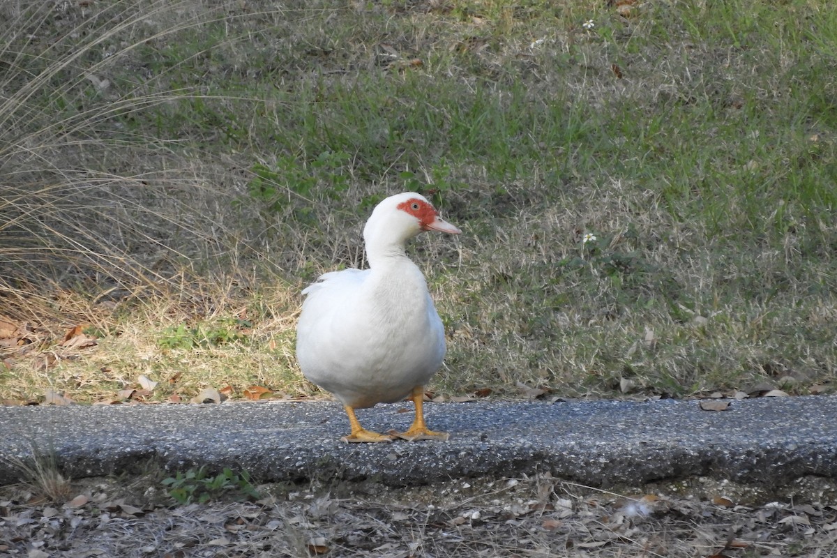 Muscovy Duck (Domestic type) - ML522486871