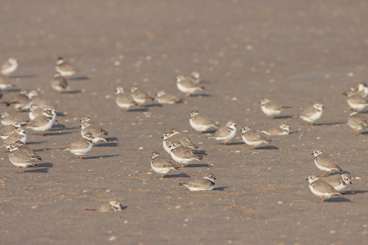 Piping Plover - ML522487321