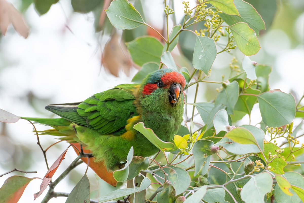 Musk Lorikeet - Ian Melbourne