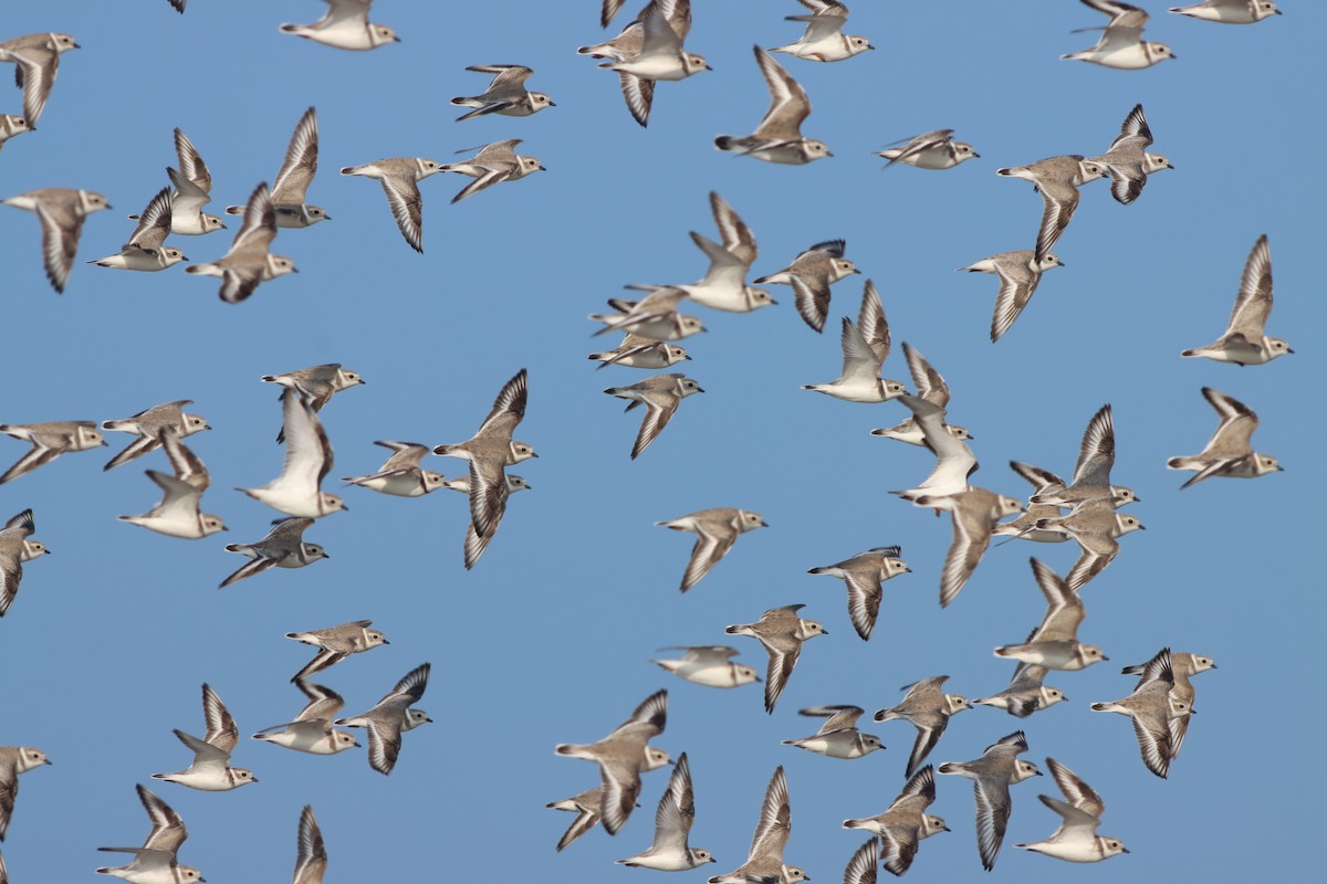 Piping Plover - ML522487671