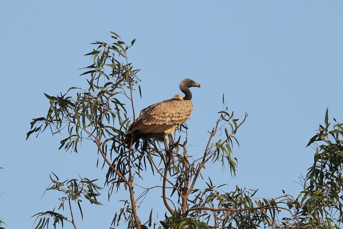 Indian Vulture - ML522489561