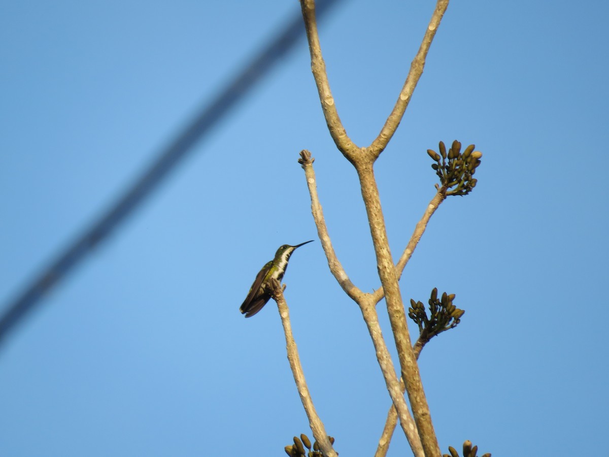 kolibřík tropický - ML52249001