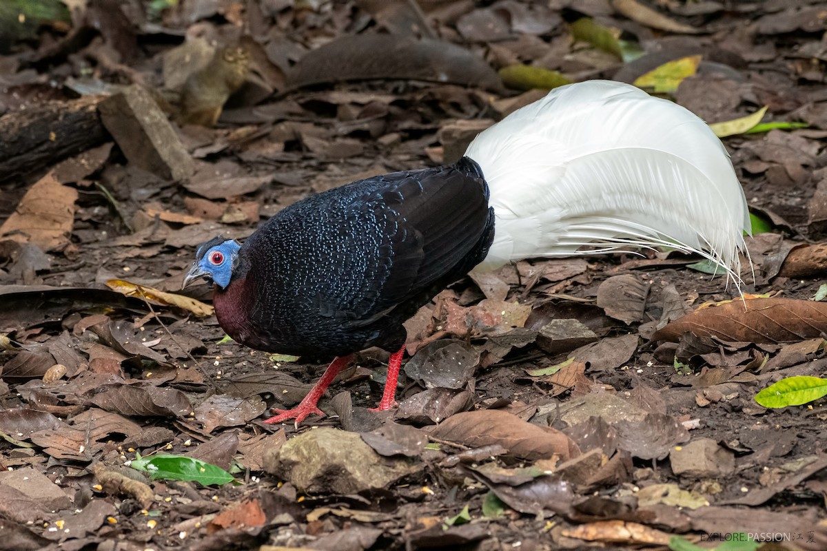 Bulwer's Pheasant - ML522491701