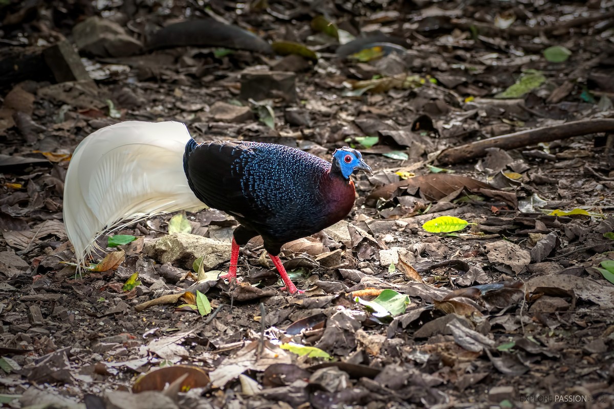 Bulwer's Pheasant - ML522491711