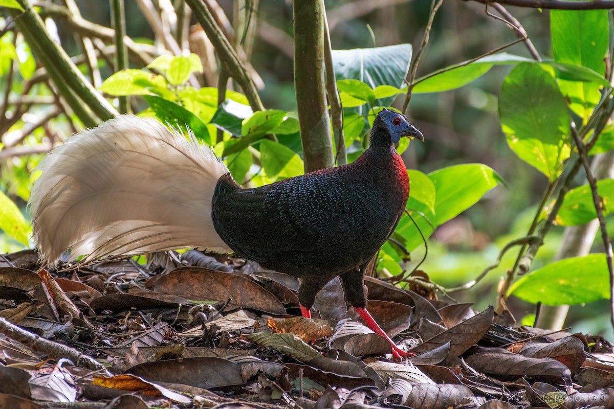 Bulwer's Pheasant - ML522491721