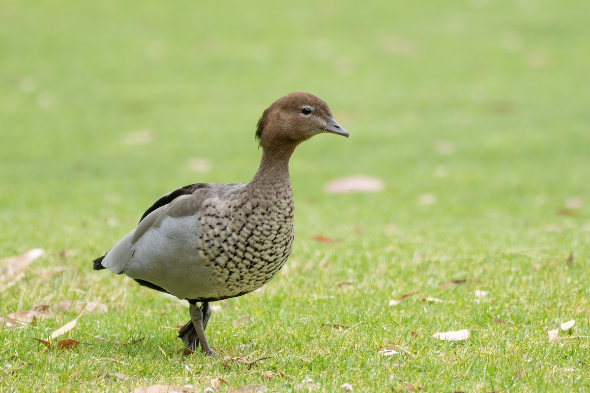 Maned Duck - Ian Melbourne