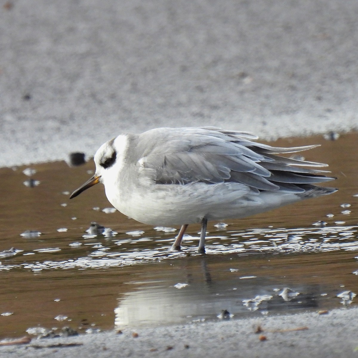 Red Phalarope - ML522492171