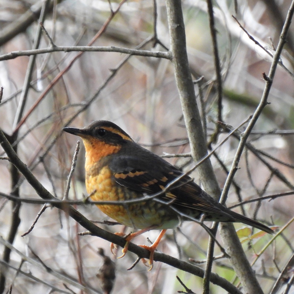 Varied Thrush - ML522494531