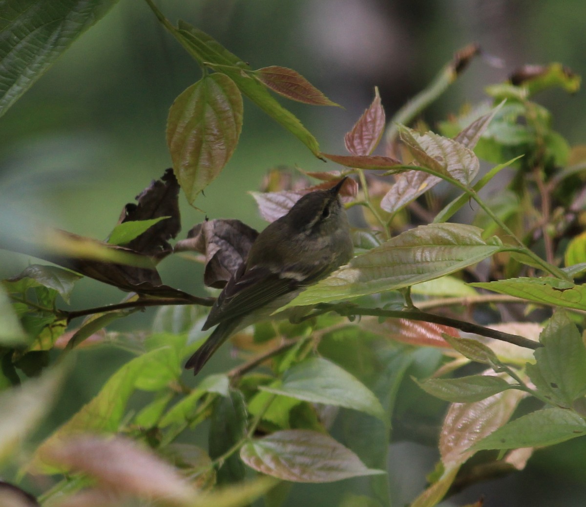 Hume's Warbler - ML52249461