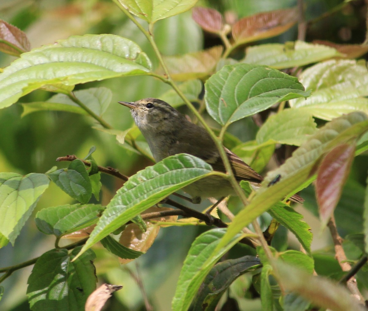 Hume's Warbler - ML52249471