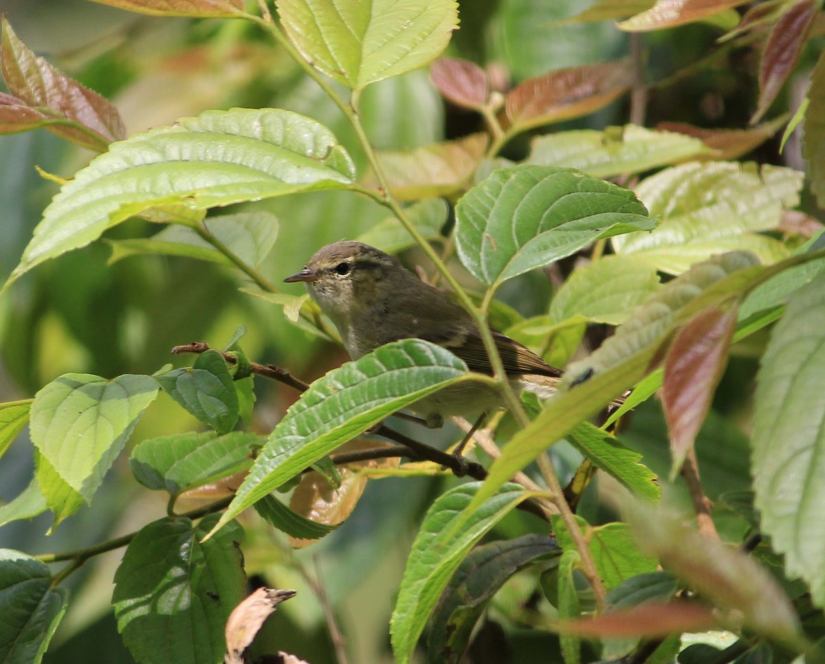 Hume's Warbler - ML52249491