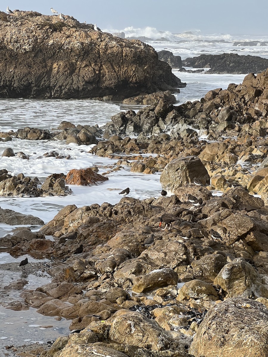 Black Oystercatcher - ML522495191