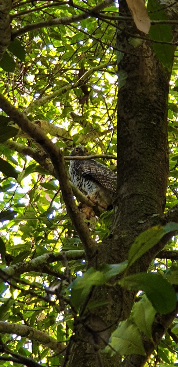 Powerful Owl - ML522495801