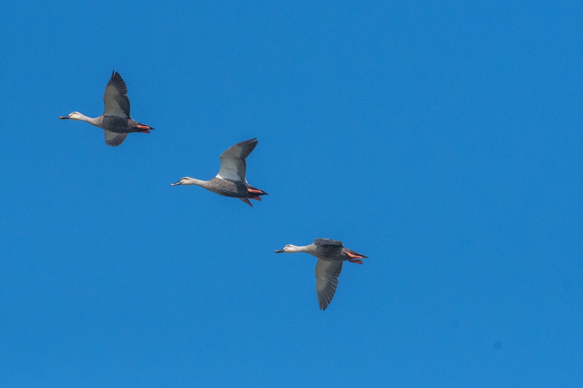 Eastern Spot-billed Duck - ML522496181