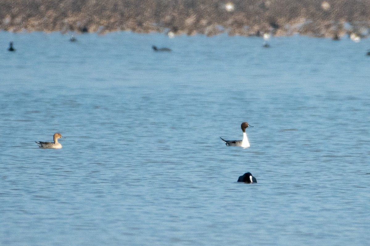 Northern Pintail - ML522496281