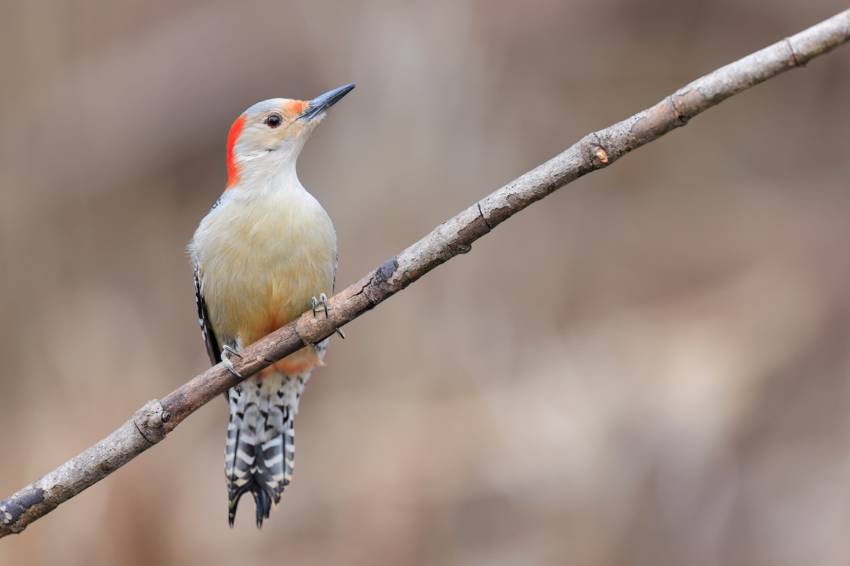 Red-bellied Woodpecker - ML522497791