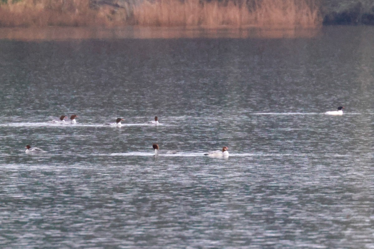 Common Merganser (North American) - ML522497931