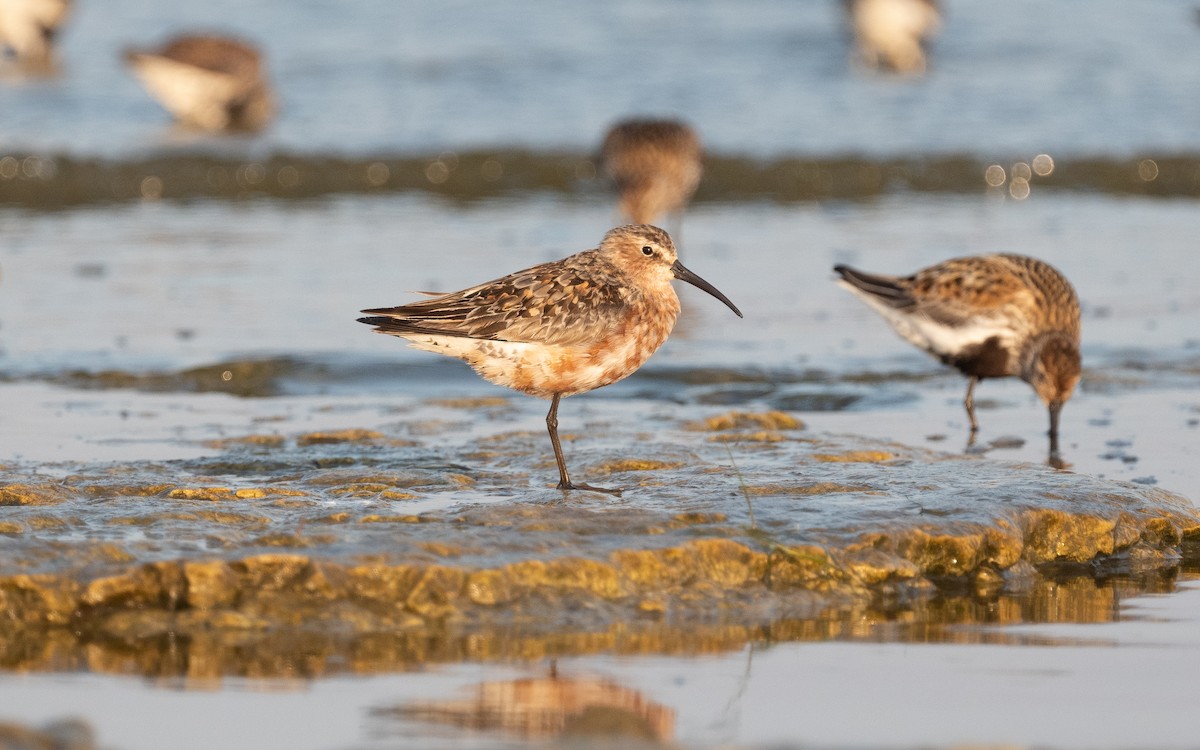 Curlew Sandpiper - ML522498121