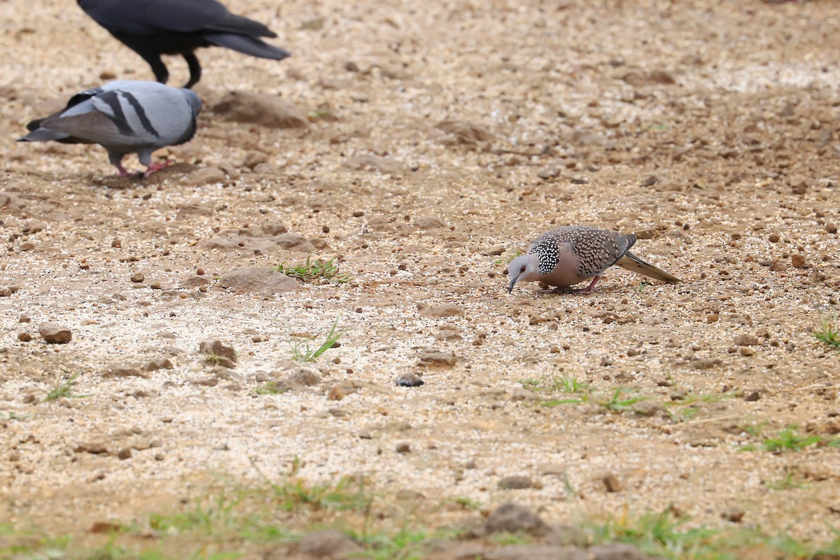 Spotted Dove - ML522498201