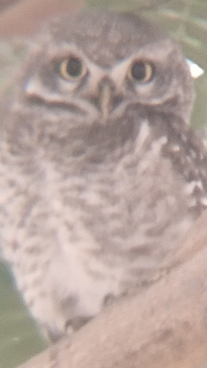Spotted Owlet - ML522499351