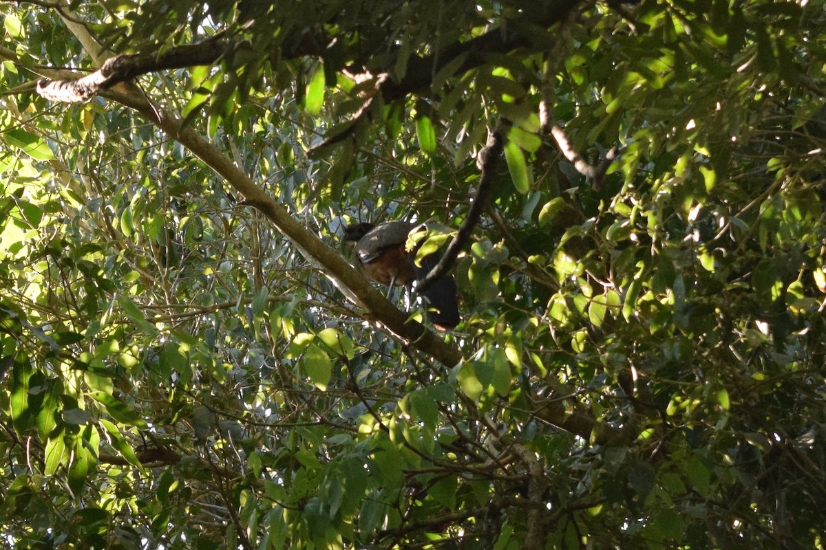 Rufous-bellied Chachalaca - ML522499661