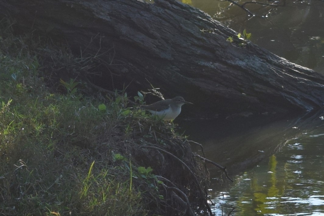 Spotted Sandpiper - ML522499791