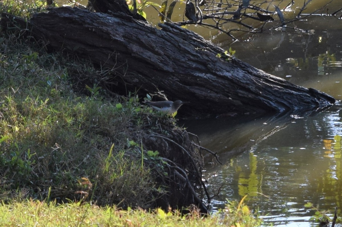 Spotted Sandpiper - ML522499801
