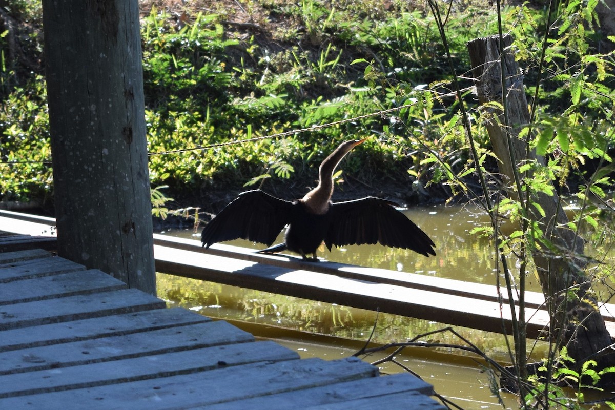 Anhinga - ML522499841