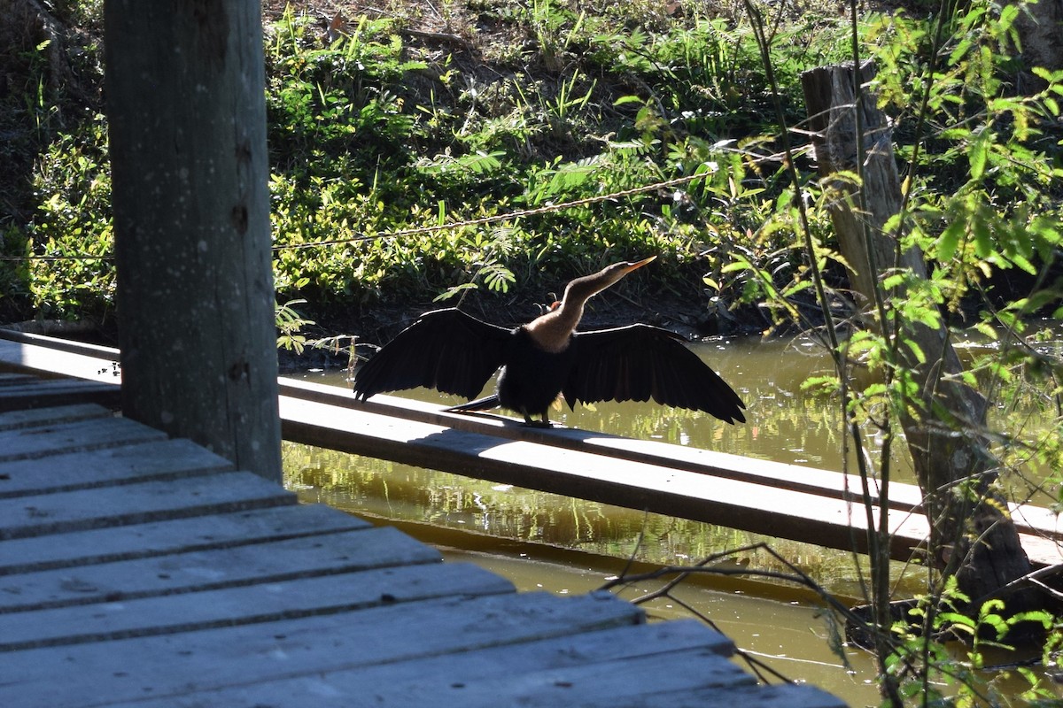 Anhinga - ML522499851